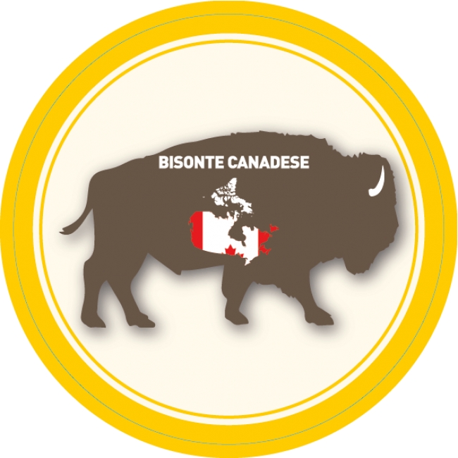 Bisonte canadese